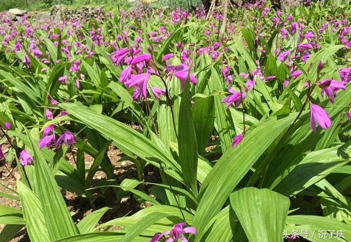 农村无公害种什么经济作物最赚钱,农村种植什么收益快又高