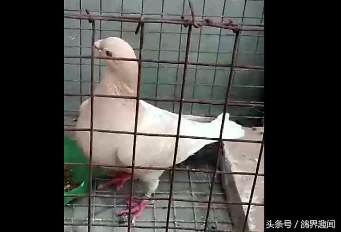 信鸽咳喘是啥原因引起的,鸽子支气管炎怎么引起的