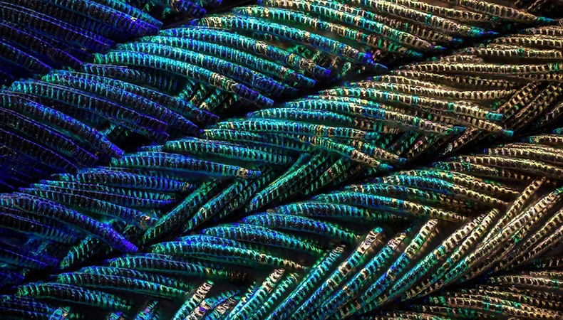 没有买卖就没有杀害!为了利益,商人们盯上了孔雀和它们的蛋……