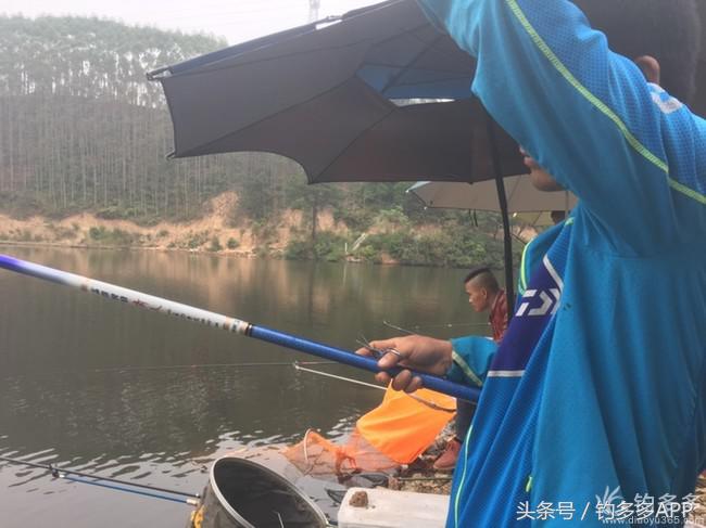 奔横县只为巴西雕，遇降温无奈成掐鲤