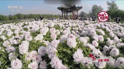 上过cctv的酒,菏泽牡丹花上央视