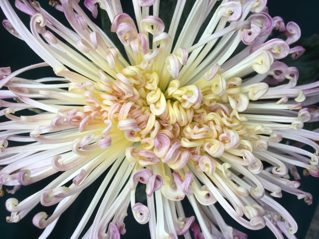 第八届青秀山菊花展夜间活动,广西南宁青秀山景区10万余盆菊花