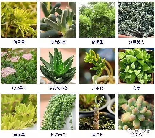 八种常见的多肉植物,215个多肉植物样子
