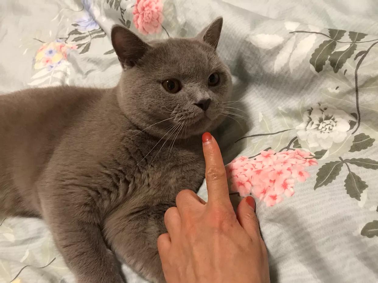 新手养一个英短猫多少钱,养一只英短猫一个月需要多少钱