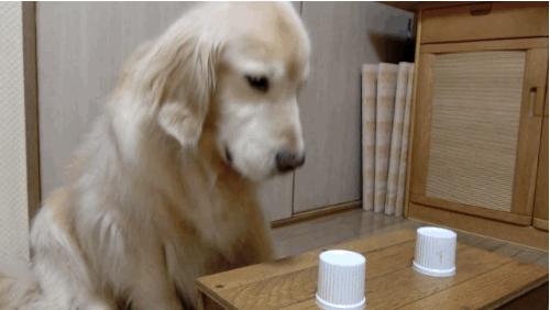 金毛贪吃的毛病都是惯出来的,金毛跟着主人爱贪吃怎么教