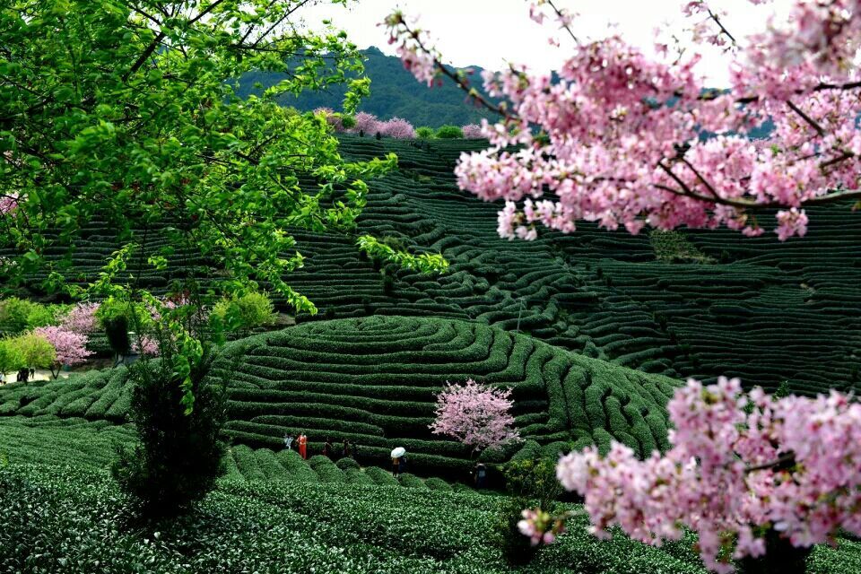 2024年瑞金市教师招聘公告,瑞金市2020年教师招聘面试时间