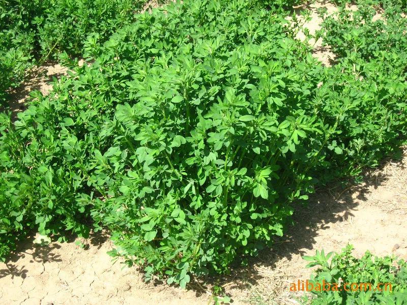 还记得，那一曲，苜蓿唱给岁月的歌