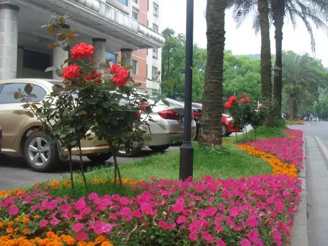 岳麓山最多的植物,岳麓山上的紫色花是什么花