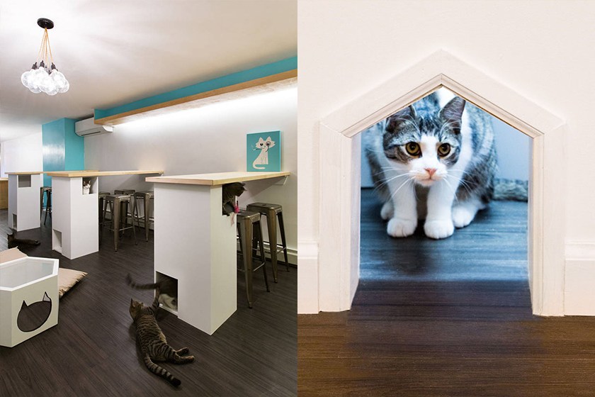 猫咪也可以去的猫咖馆 (猫咪推荐咖啡)