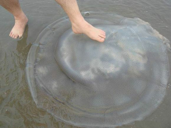 那些不认识的海鲜小干货,超级干货2022