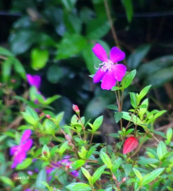 三亚最美的夕阳日落,夕阳的落下