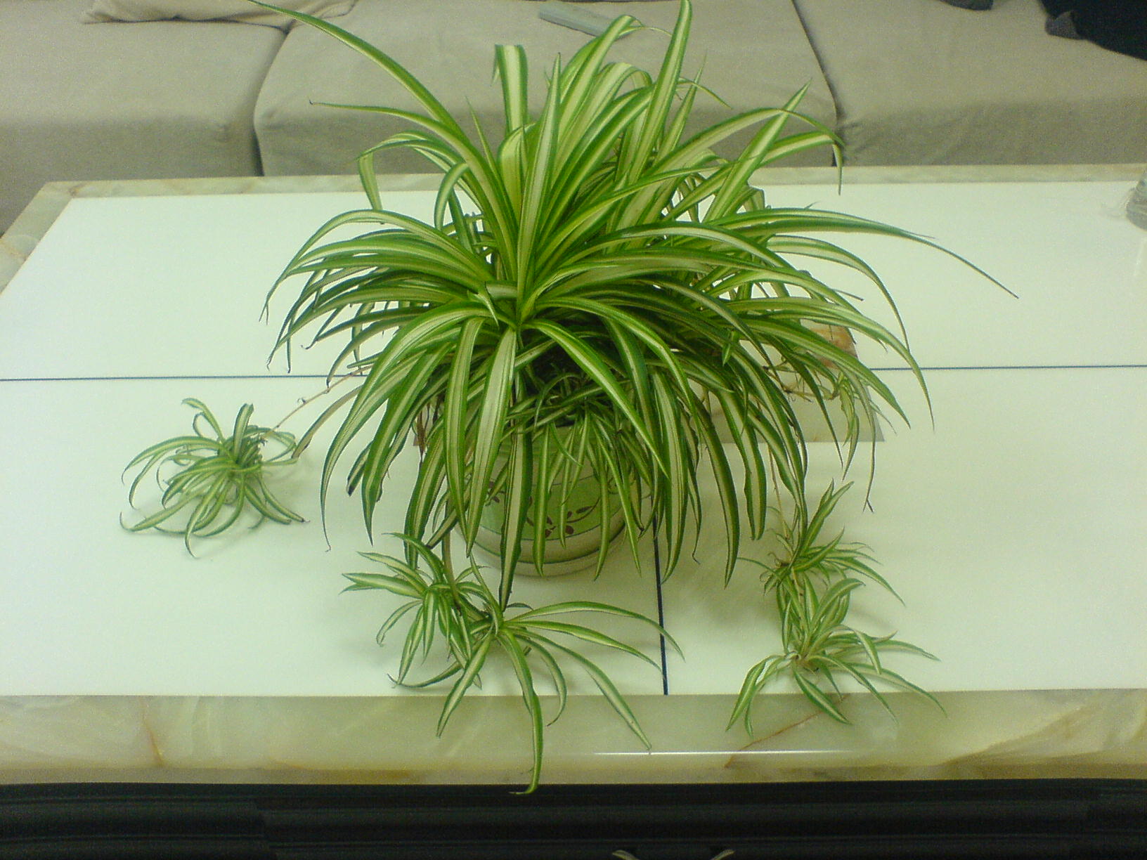 100平房子放几盆绿萝去甲醛好,一个房间放几盆绿萝去甲醛效果好