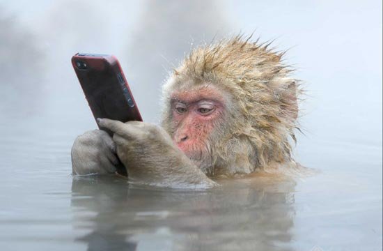 星月菩提子能不能用湿布擦洗,星月菩提子能串60颗吗