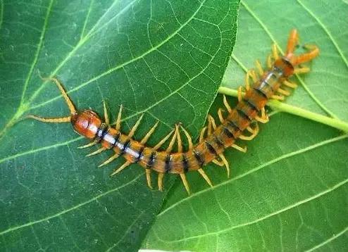 哪些昆虫有三对足两对翅一对触角,什么昆虫是三对足两对翅一对触角