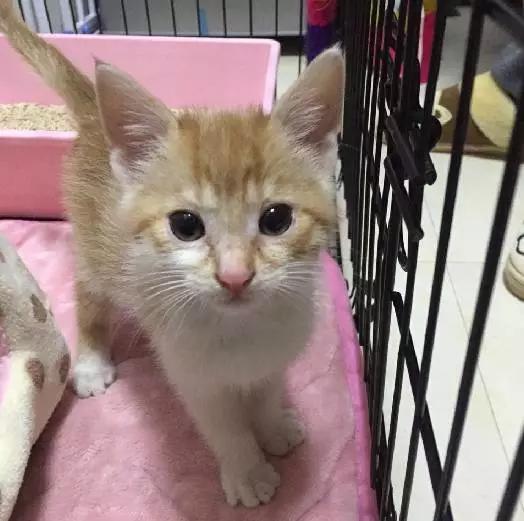 上海领养代替购买,上海领养孩子有补贴吗