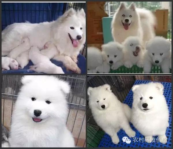 农村新商机小本创业,适合农村创业的小本点子