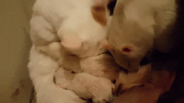 橘猫开门乱窜,橘猫跑到车里怎么办