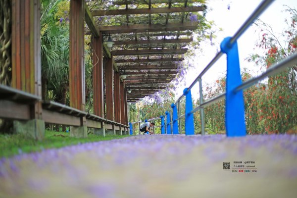 有一种春天叫牡丹花开,有一种春天叫花开艳丽