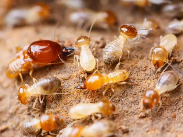 哪些昆虫有三对足两对翅一对触角,什么昆虫是三对足两对翅一对触角