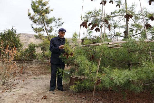 通渭县许志强,通渭农民许志强