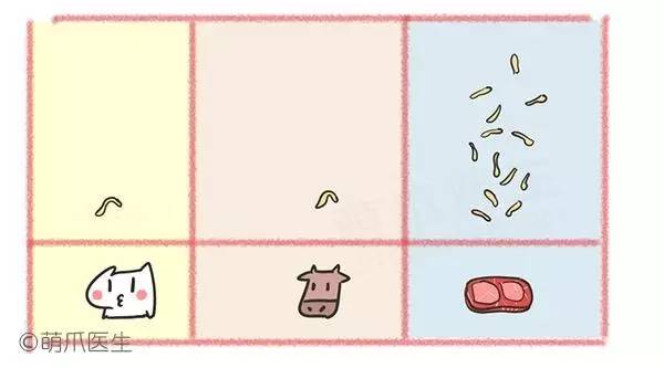 怀孕养狗新手入门必知,怀孕了养狗注意事项