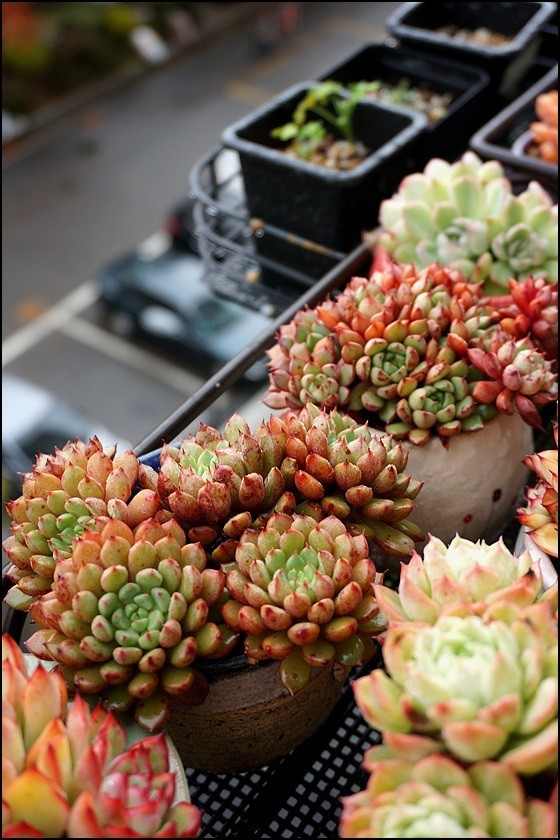 直播间不退不换的韩货,未来直播带货会持续红火吗