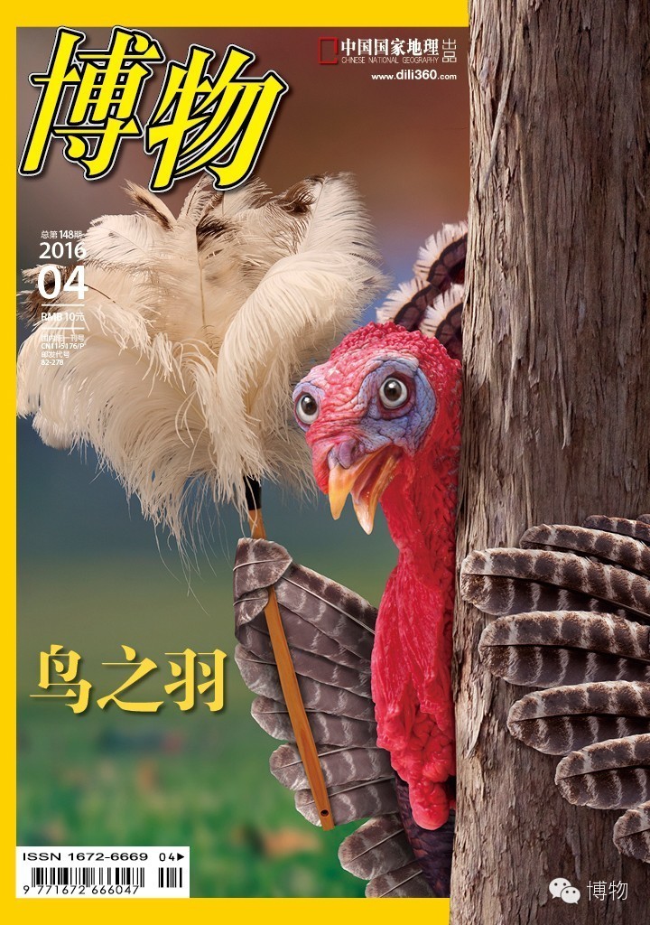 人鱼马甲两条线,人鱼线马甲线