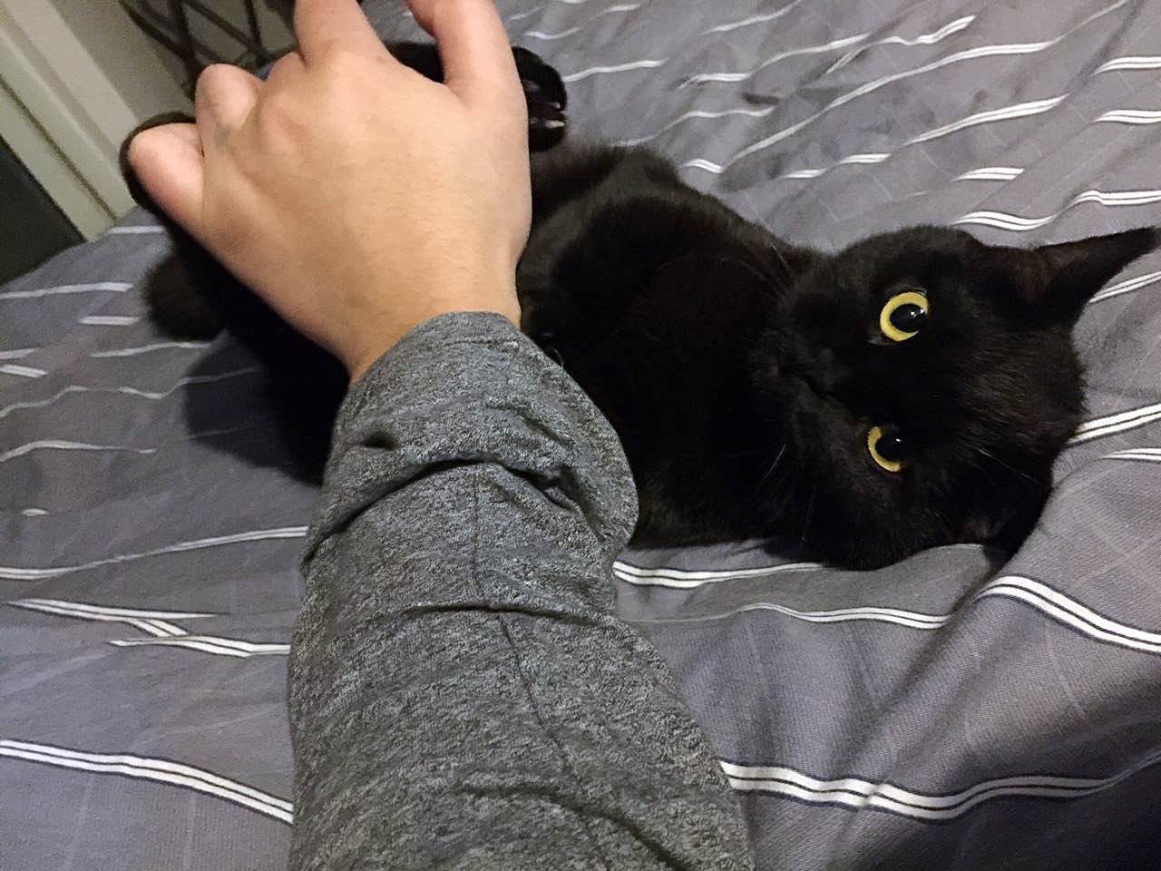 小猫调皮怎么调教,怎么调教调皮的猫猫