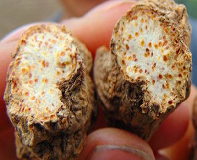 中药中的苍术,中药苍术配方大全