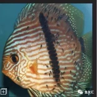 野彩和家彩的饲养区别,野彩到底好不好养