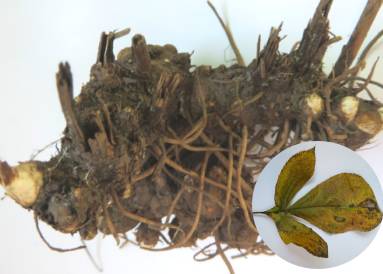 中药中的苍术,中药苍术配方大全