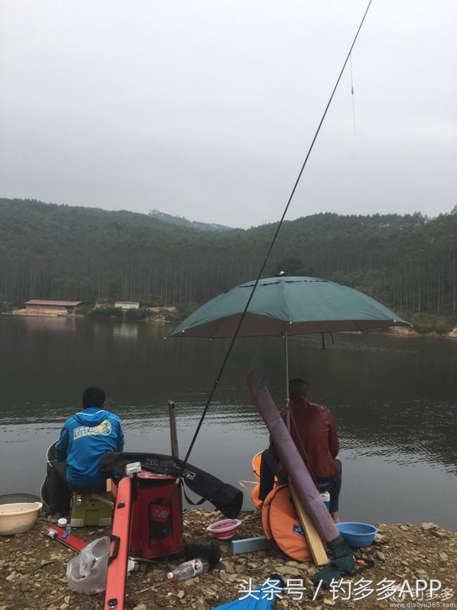 奔横县只为巴西雕，遇降温无奈成掐鲤