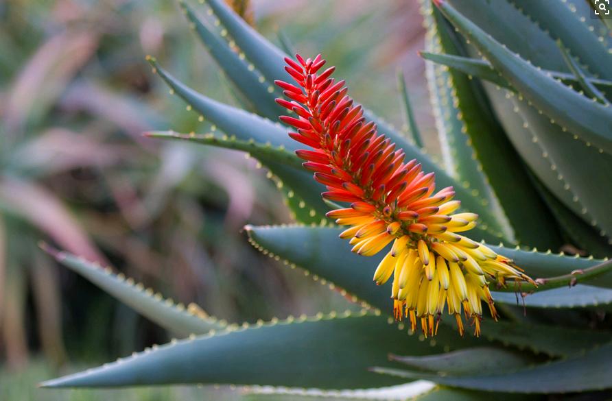 芦荟开花代表什么,你们知道芦荟花的花语吗