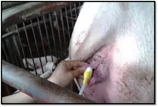 子宫炎用什么药治疗,子宫炎最好的治疗方法