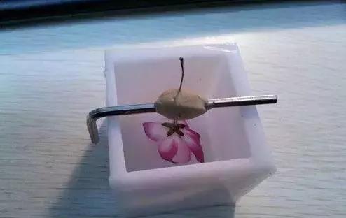 怎么把鲜花做成标本不会枯萎,透明树脂胶怎么制作鲜花标本