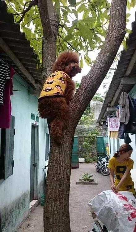 网友家的猫坐键盘上，偶然竟打出这几个字，可以说，细思极恐了！