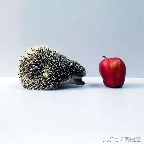 宠物刺猬到底应该喂什么——补剂篇