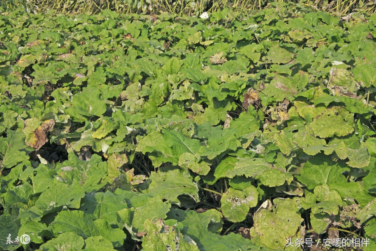 牛蒡真的有那么好吃,牛蒡与什么搭配泡水喝有好处