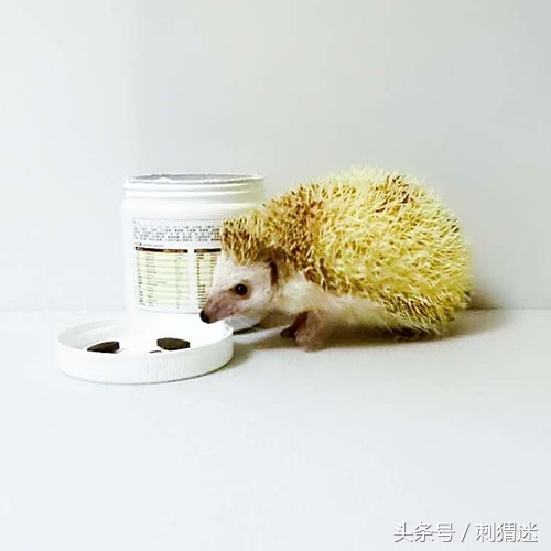 宠物刺猬到底应该喂什么——补剂篇