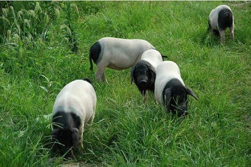 哪几个品种的猪杂交肉质最佳,国内猪品种最好是什么品种