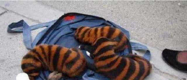 猫咪领养代替购买,以领养代替购买