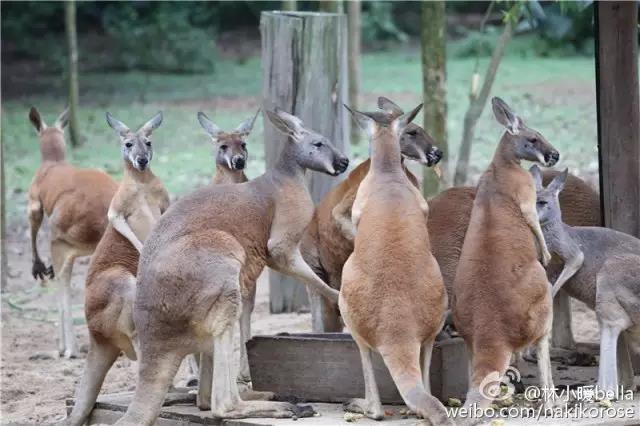 广州长隆亲子游最省钱攻略,广州长隆亲子游最全游玩攻略
