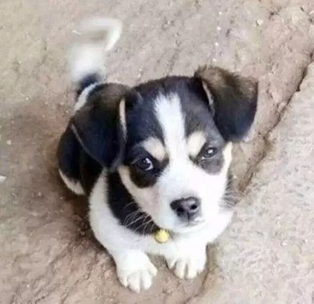 猫咪领养代替购买,以领养代替购买