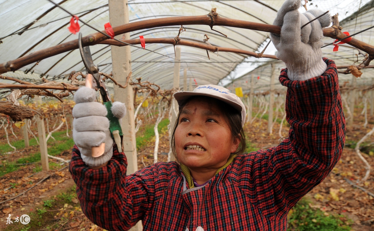 种下去的葡萄怎么没反应,葡萄怎么管理长出的葡萄更甜