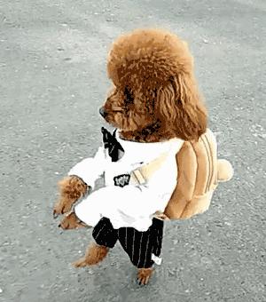 贵宾后腿发抖是怎么回事,贵宾如何训练直立行走