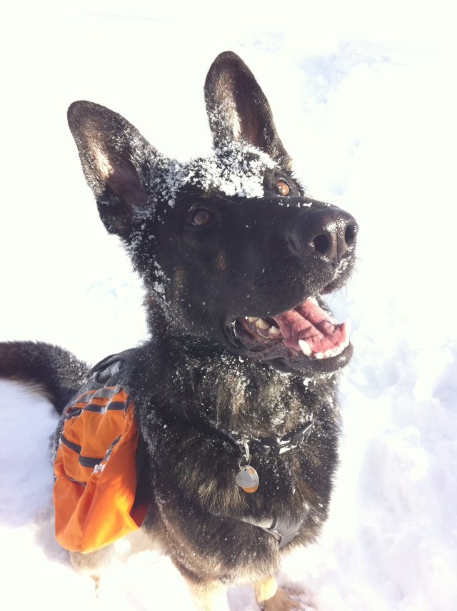 反差萌！怕嚇到路人主人帮温柔狼犬戴蝴蝶结