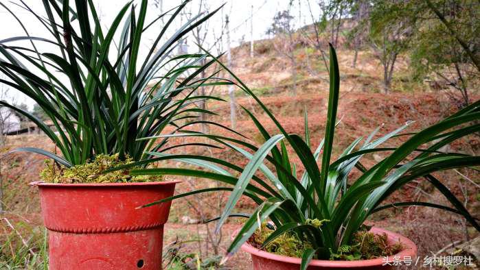 兰花价格最贵的十种图片,价格排名前十的兰花