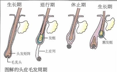 脱发头发稀疏试试这个生发妙招,脱发的悲哀