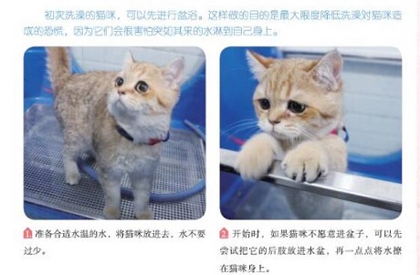 这都不知道，还敢说你会养猫？