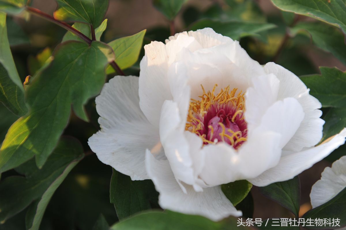 天干物燥上一句,天干物燥原唱歌曲